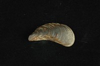 藏品(河殼菜蛤(沼蛤))的圖片